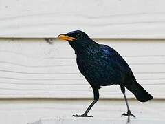 Blue Whistling Thrush