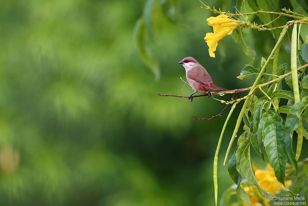 Crimson-rumped Waxbilladult