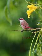 Crimson-rumped Waxbill