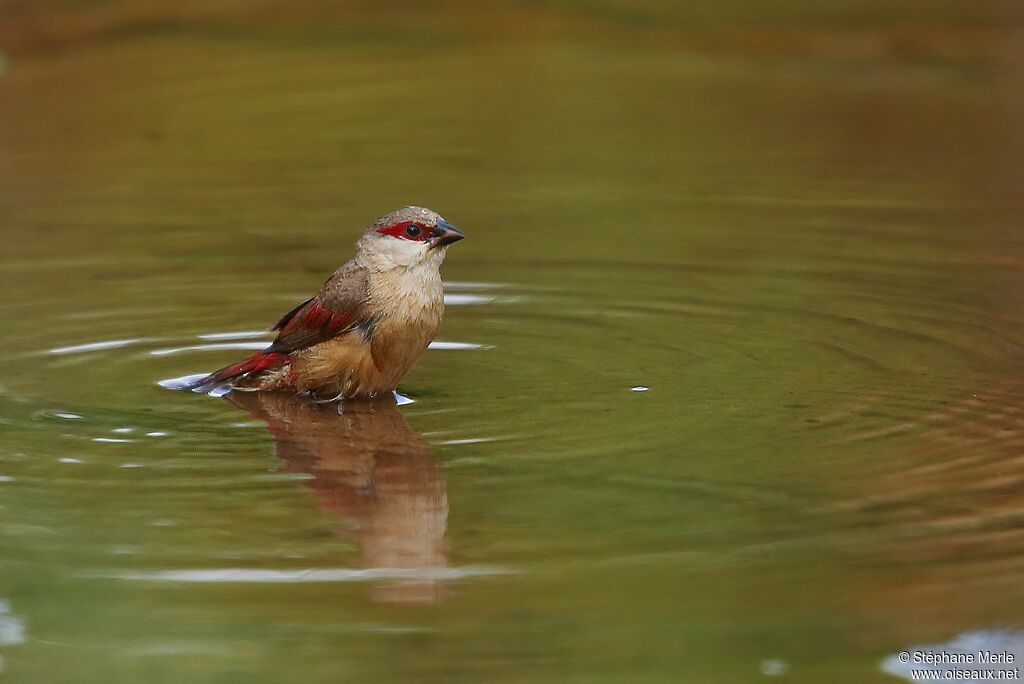 Crimson-rumped Waxbill