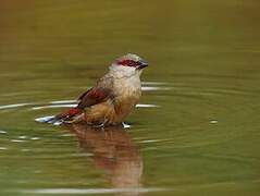 Crimson-rumped Waxbill