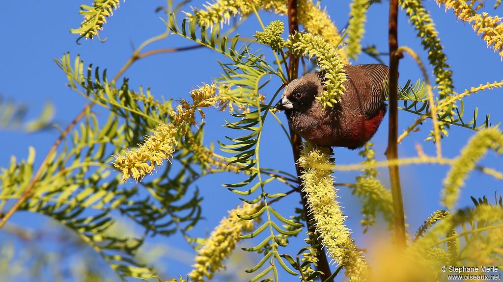 Black-faced Waxbilladult