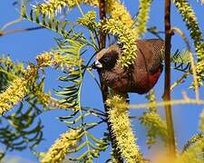 Black-faced Waxbill