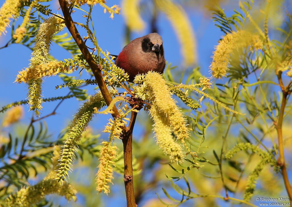 Black-faced Waxbill