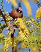 Black-faced Waxbill