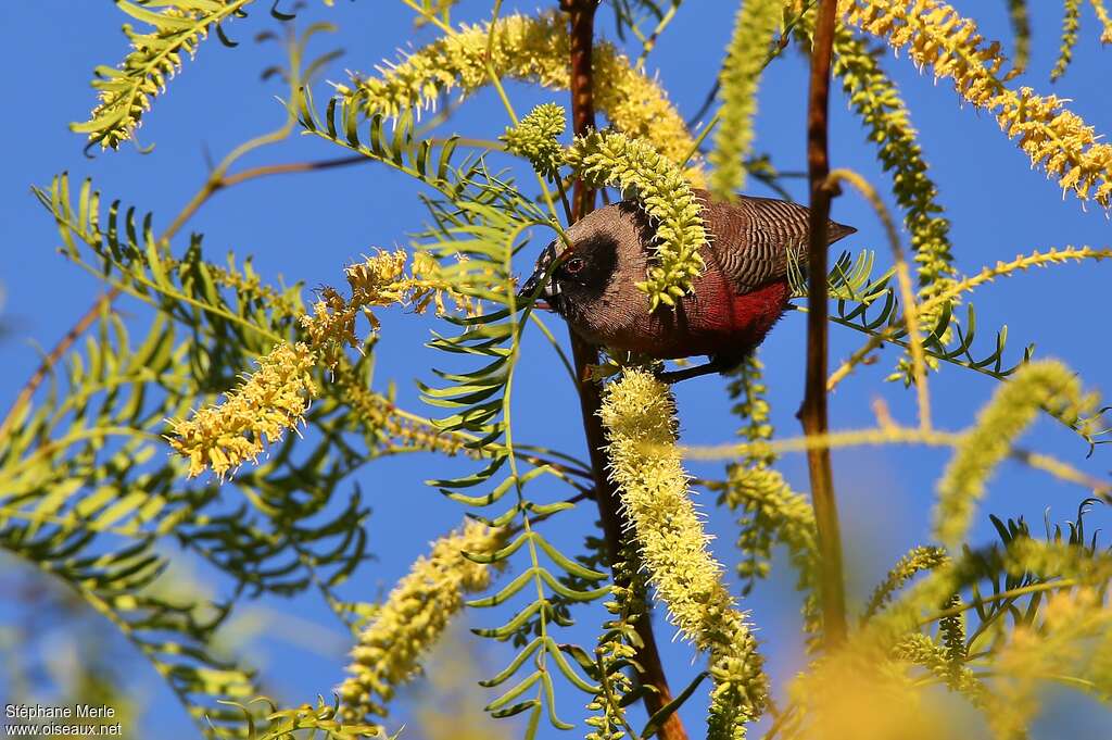 Black-faced Waxbilladult, habitat, feeding habits, eats