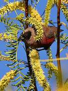 Black-faced Waxbill