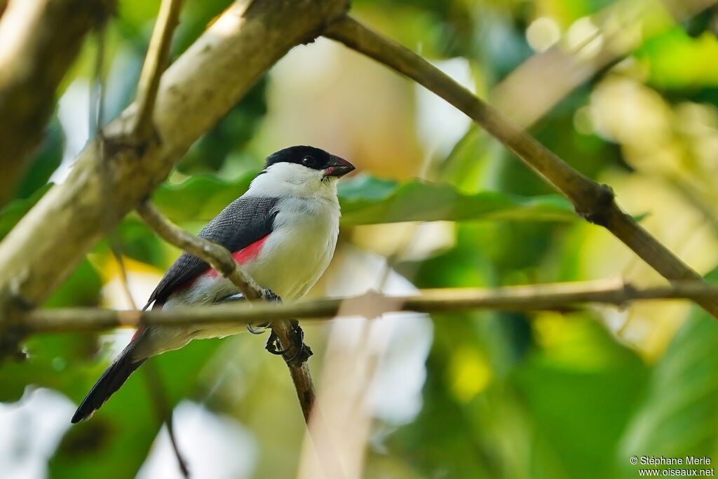 Black-crowned Waxbilladult