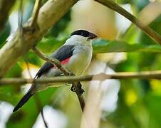 Black-crowned Waxbill