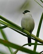 Black-crowned Waxbill