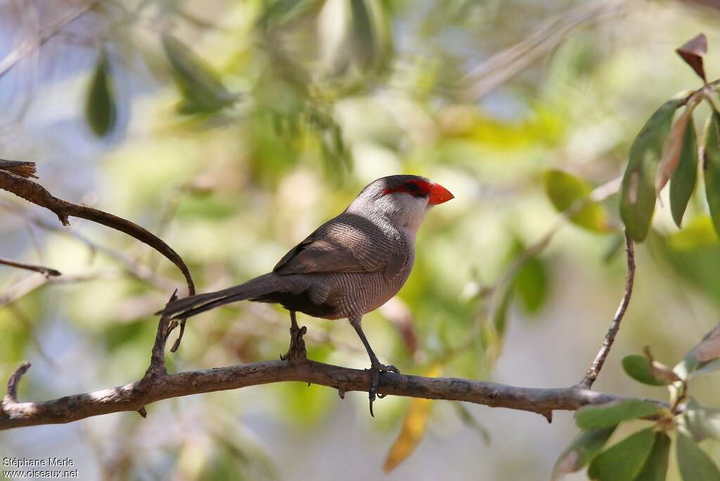 Common Waxbilladult, identification