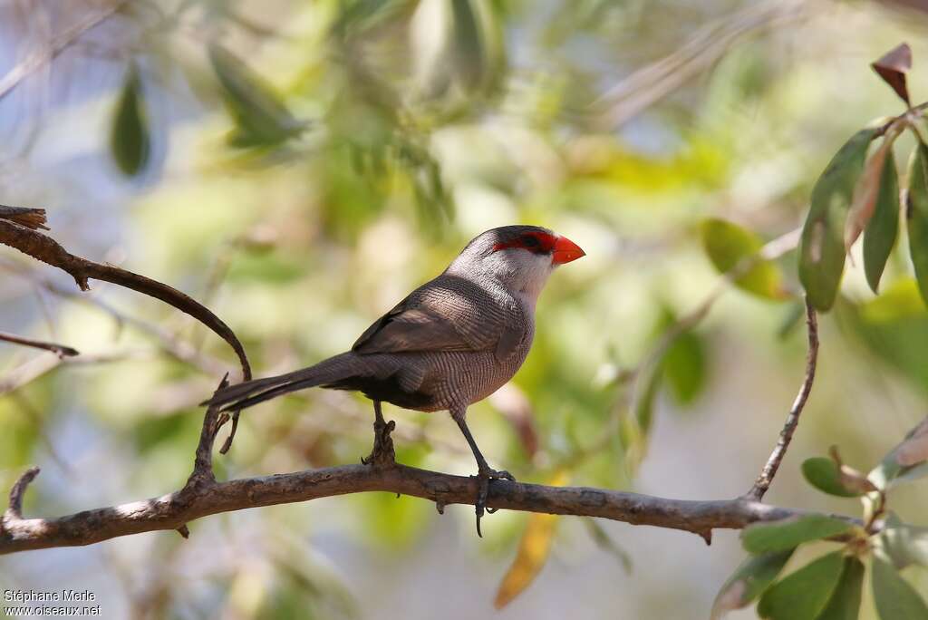 Common Waxbilladult