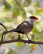 Common Waxbill