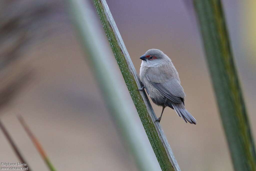 Common Waxbilljuvenile, pigmentation