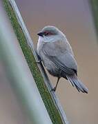 Common Waxbill