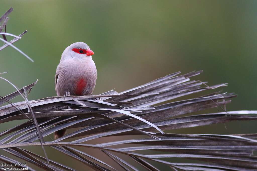 Common Waxbill male adult breeding, pigmentation