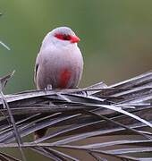 Common Waxbill