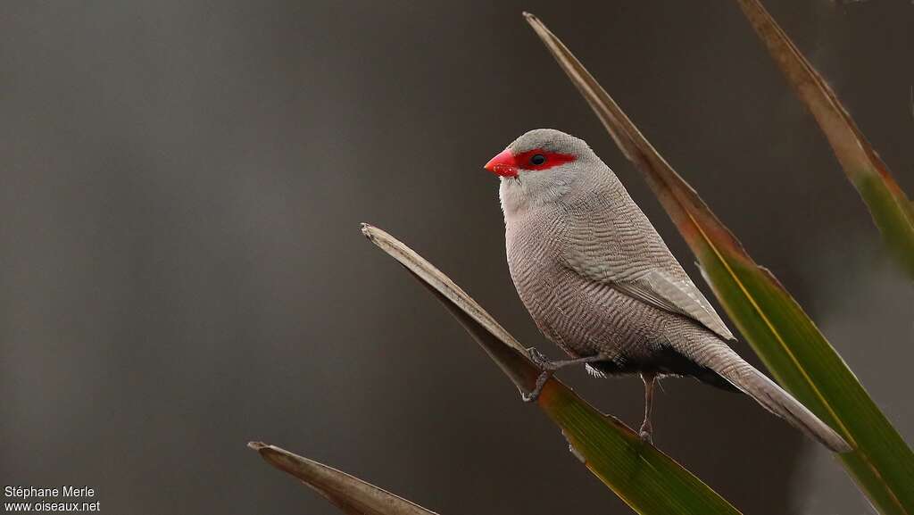 Common Waxbilladult, identification