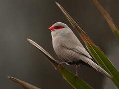 Common Waxbill