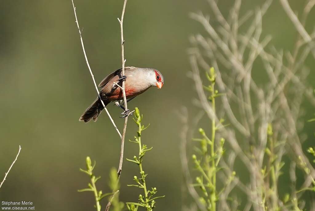 Common Waxbilladult, habitat
