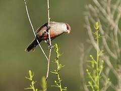 Common Waxbill