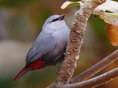 Lavender Waxbill