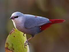 Lavender Waxbill