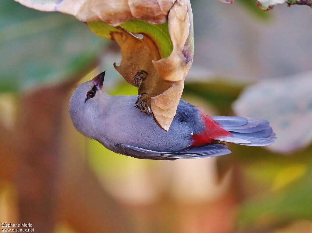 Lavender Waxbilladult, feeding habits