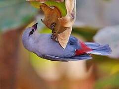 Lavender Waxbill