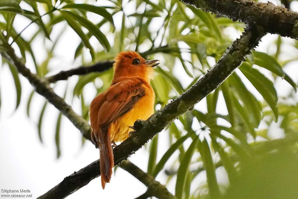 Cinnamon Attilaadult, habitat, pigmentation, song