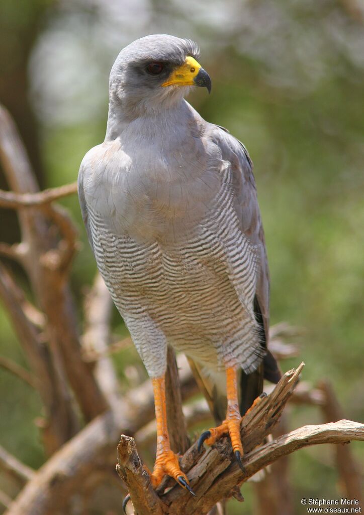 Eastern Chanting Goshawkadult