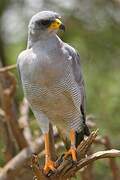 Eastern Chanting Goshawk