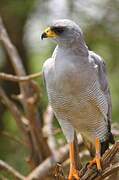 Eastern Chanting Goshawk