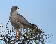 Eastern Chanting Goshawk