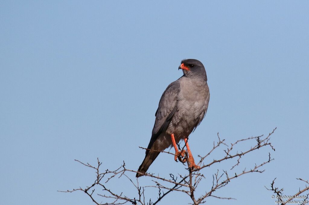 Pale Chanting Goshawkadult