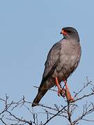 Pale Chanting Goshawk