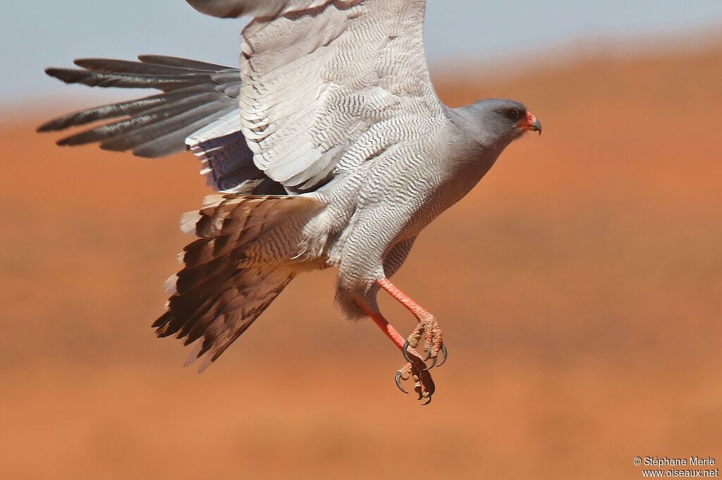 Pale Chanting Goshawkadult