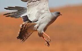 Pale Chanting Goshawk