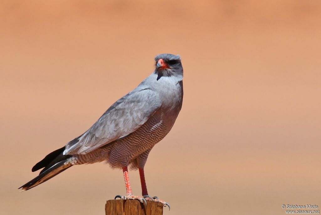 Pale Chanting Goshawkadult