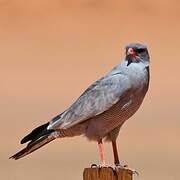 Pale Chanting Goshawk