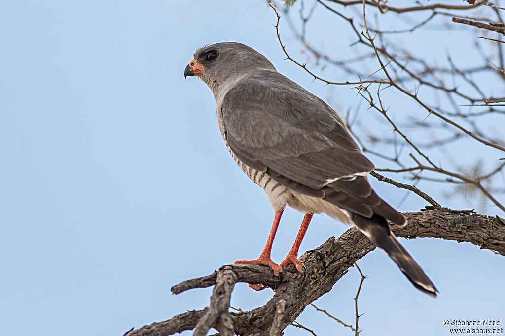 Gabar Goshawk