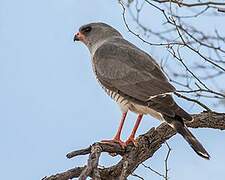 Gabar Goshawk