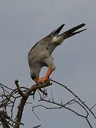 Dark Chanting Goshawk