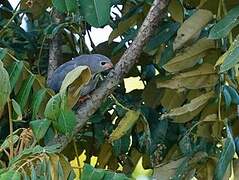 Lizard Buzzard