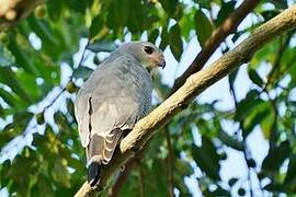 Lizard Buzzard