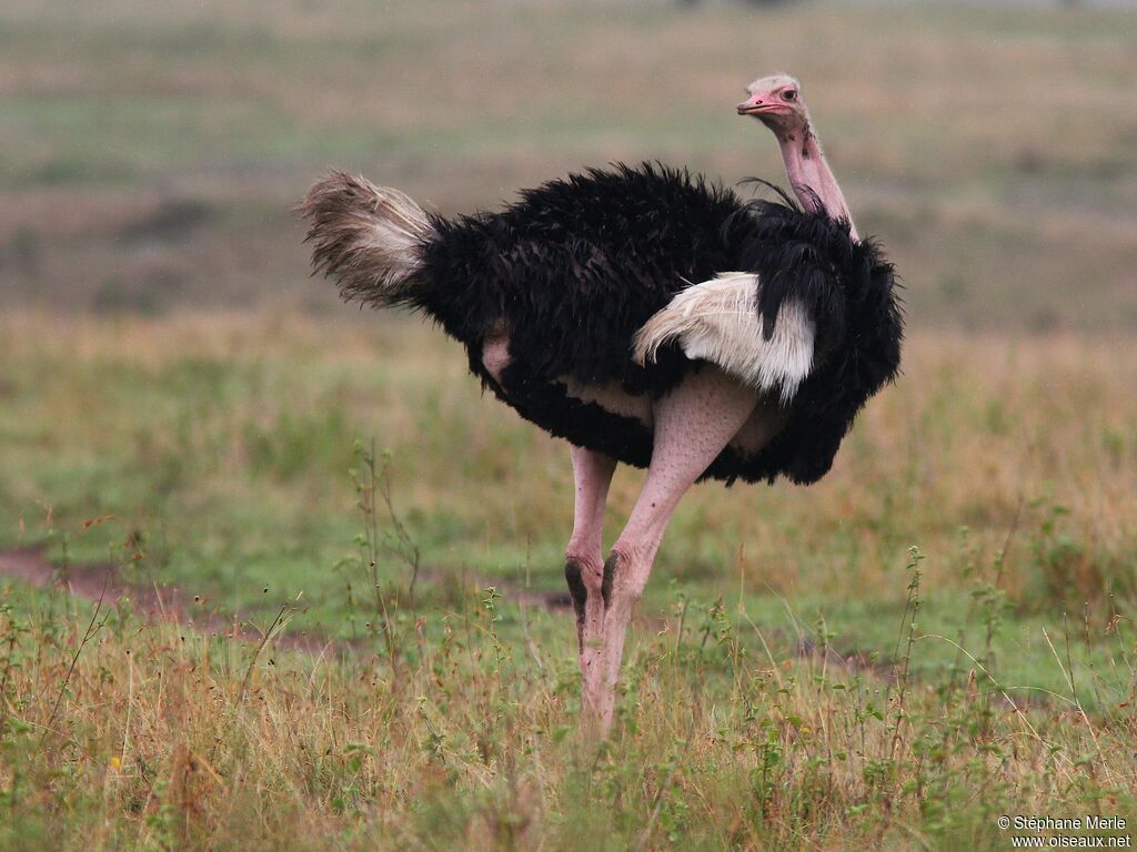 Common Ostrich male adult