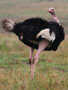 Common Ostrich