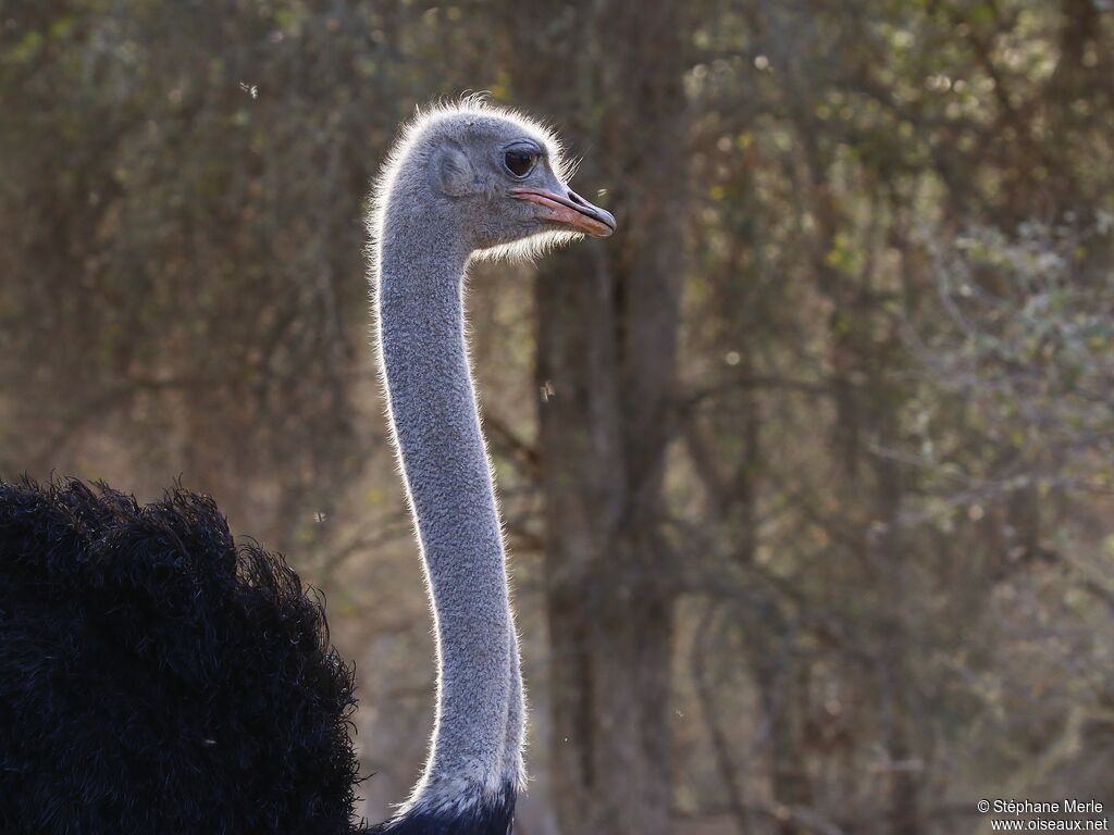 Common Ostrich