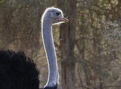 Common Ostrich