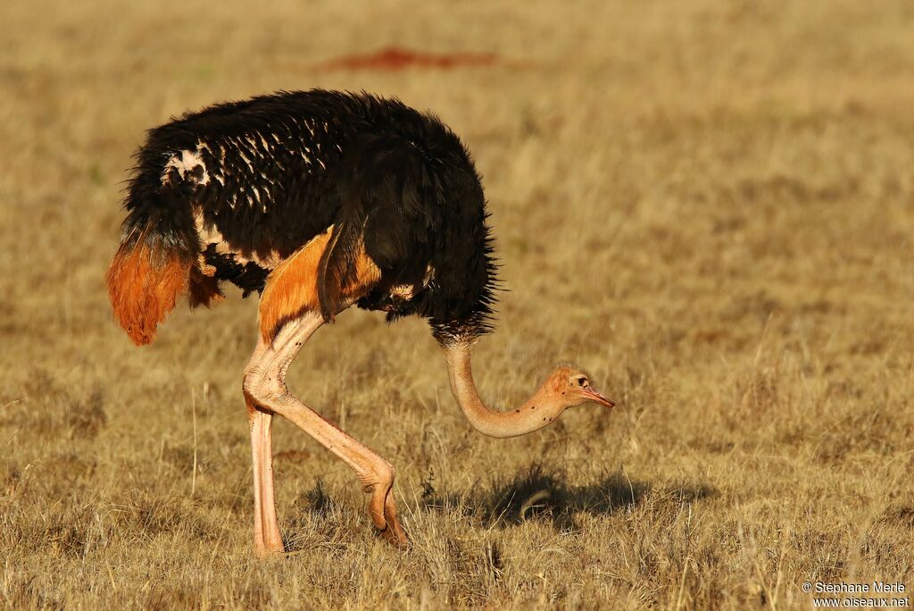 Common Ostrich male adult